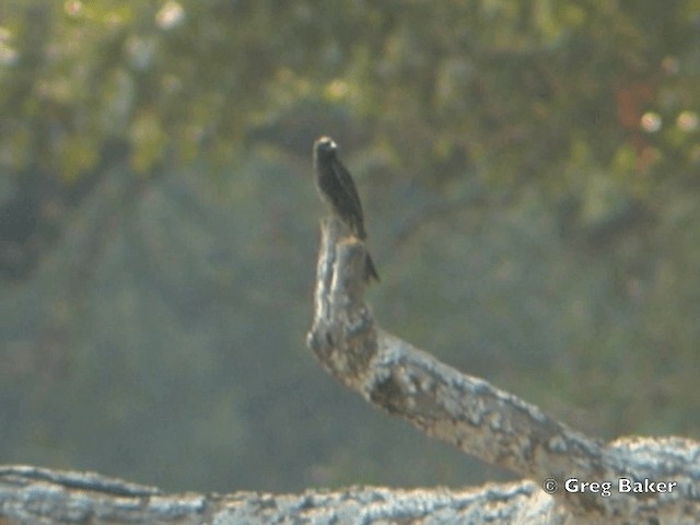 Fork-tailed Drongo (adsimilis Group) - ML201818281