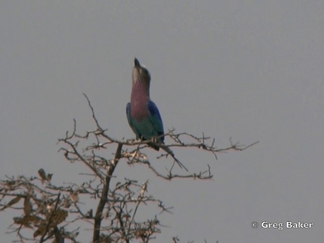 Lilac-breasted Roller (Lilac-breasted) - ML201818331
