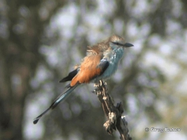 Racket-tailed Roller - ML201818461