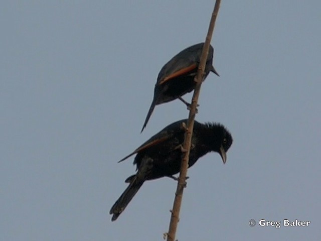 Red-winged Starling - ML201818521