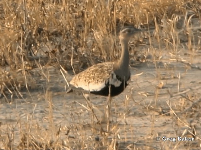 Red-crested Bustard - ML201818681