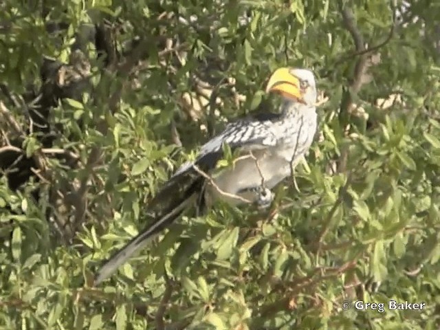 Southern Yellow-billed Hornbill - ML201818741