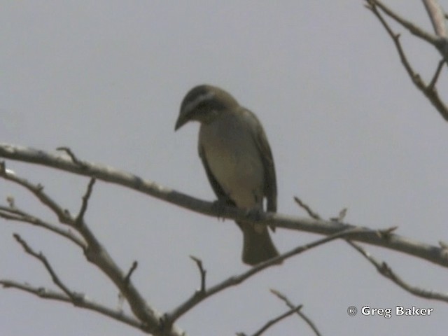 Yellow-throated Bush Sparrow - ML201818901