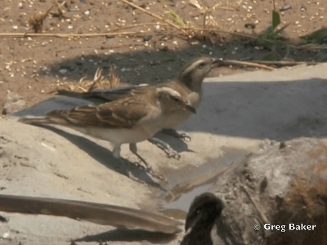 Yellow-throated Bush Sparrow - ML201818911
