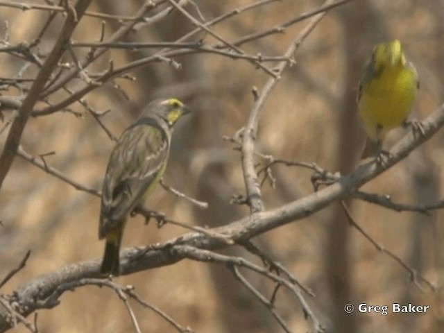 Yellow-fronted Canary - ML201818921