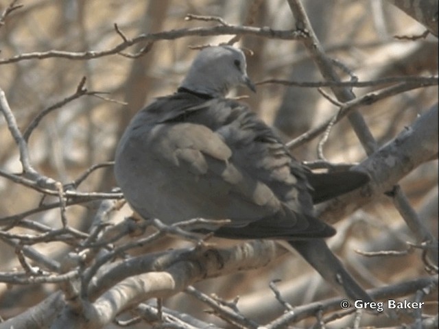 Ring-necked Dove - ML201818941
