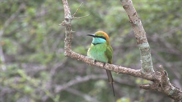 Asian Green Bee-eater - ML201819071