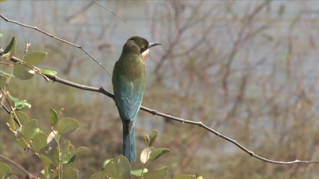 Blue-tailed Bee-eater - ML201819131