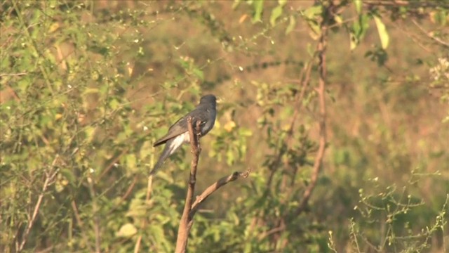 Gray-bellied Cuckoo - ML201819191