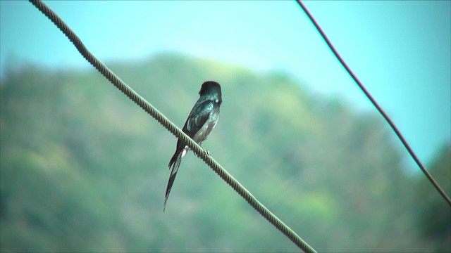 White-bellied Drongo (White-vented) - ML201819211