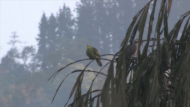 holub hnědokřídlý - ML201819411