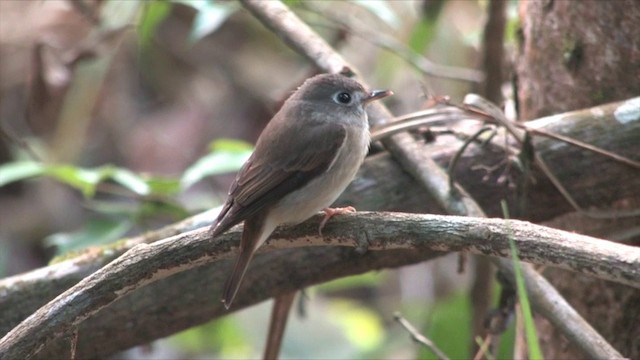 Brown-breasted Flycatcher - ML201819521