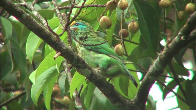 Yellow-fronted Barbet - ML201819551