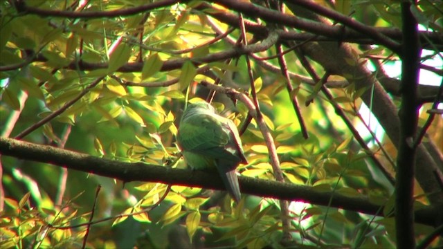 Seylan Yeşil Papağanı - ML201819591