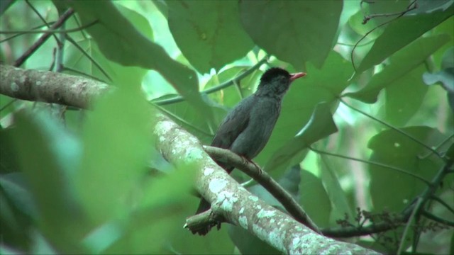 Square-tailed Bulbul (Sri Lanka) - ML201819611