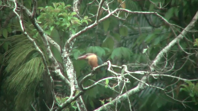 Stork-billed Kingfisher - ML201819651