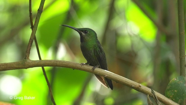 kolibřík zelenoprsý (ssp. schreibersii) - ML201819831
