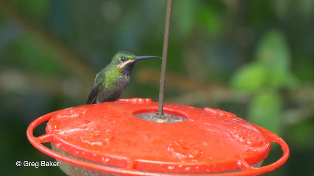 kolibřík zelenoprsý (ssp. schreibersii) - ML201819841
