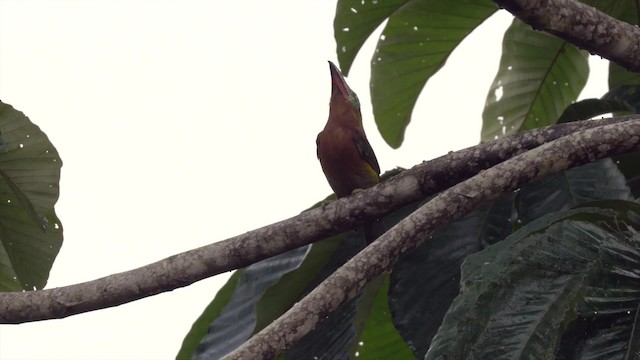 Golden-collared Toucanet (Red-billed) - ML201819871