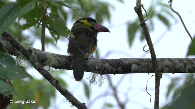 Golden-collared Toucanet (Red-billed) - ML201819881