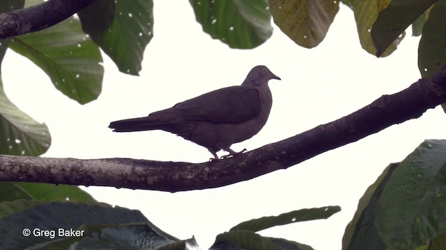 Plumbeous Pigeon - ML201819891