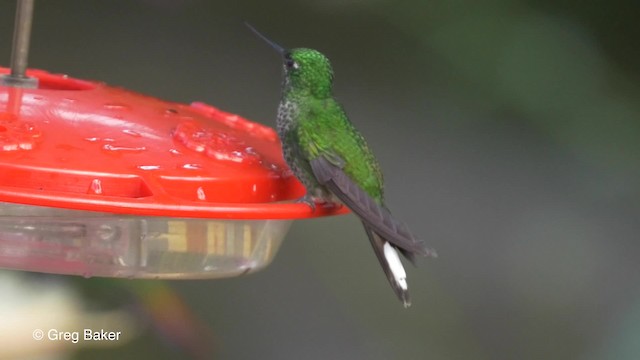 kolibřík rezavořitý - ML201819931
