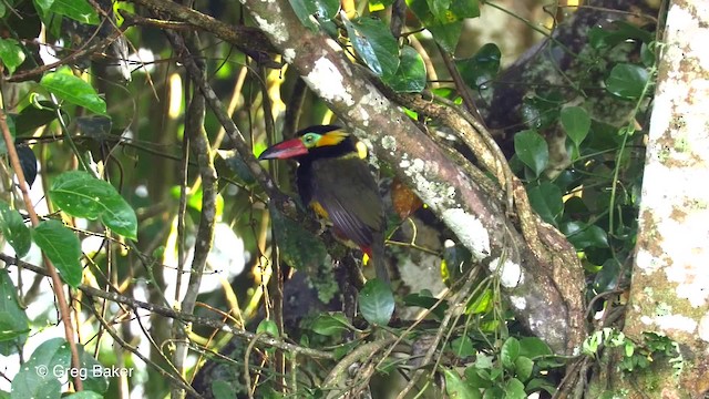 Golden-collared Toucanet (Red-billed) - ML201819951