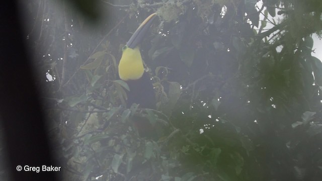 Sarı Gerdanlı Tukan (ambiguus/abbreviatus) - ML201820031