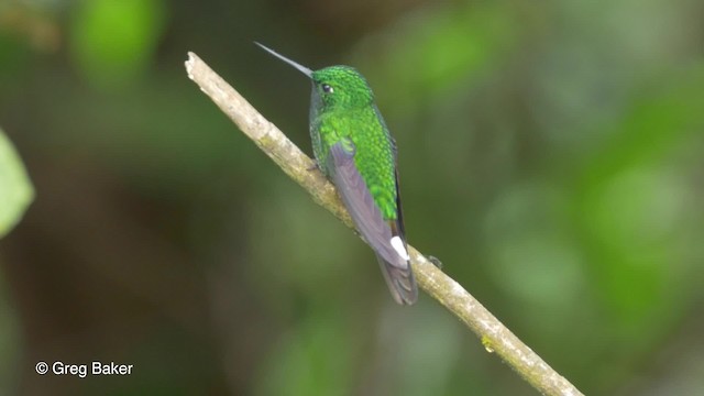 kolibřík rezavořitý - ML201820071