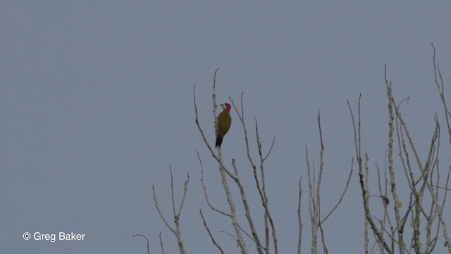 Spot-breasted Woodpecker - ML201820091