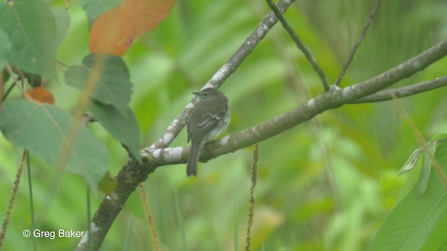 Olive-chested Flycatcher - ML201820101