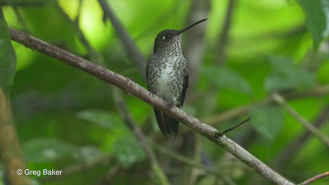 Many-spotted Hummingbird - ML201820121