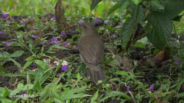 Black-billed Thrush (Amazonian) - ML201820241