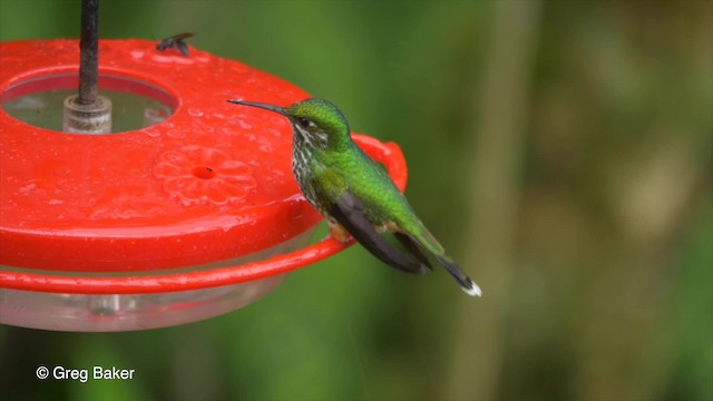 Красногузый колибри - ML201820261