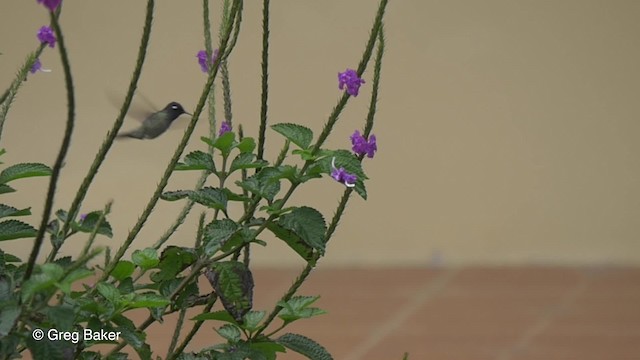 Violet-headed Hummingbird - ML201820281