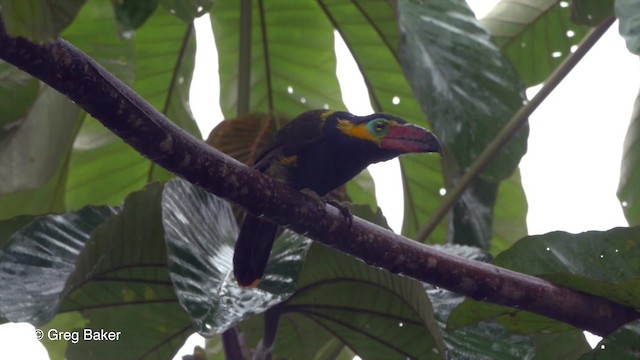 Golden-collared Toucanet (Red-billed) - ML201820321