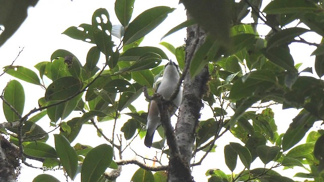 White-browed Shrike-Babbler (Chestnut-winged) - ML201820661