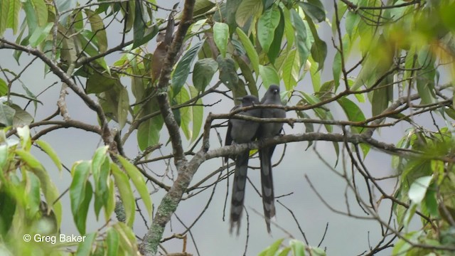 Long-tailed Sibia - ML201820701
