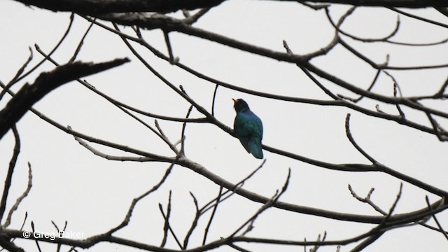 Asian Emerald Cuckoo - ML201820711