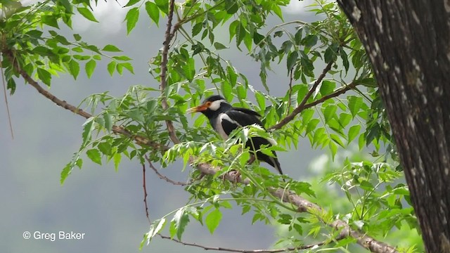 Indian Pied Starling - ML201820721