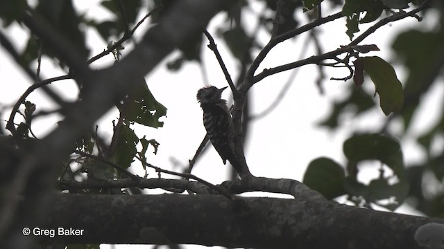Gray-capped Pygmy Woodpecker - ML201820761