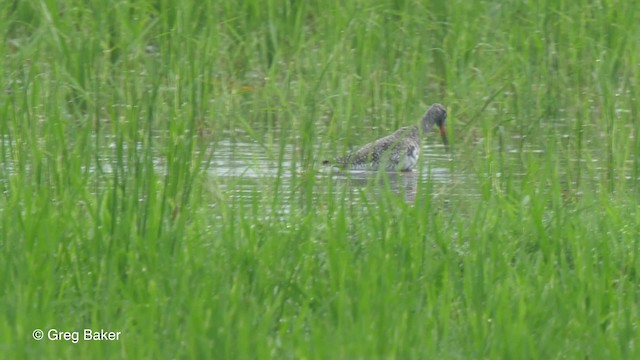 Spotted Redshank - ML201820851