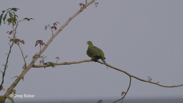 Pin-tailed Green-Pigeon - ML201820861
