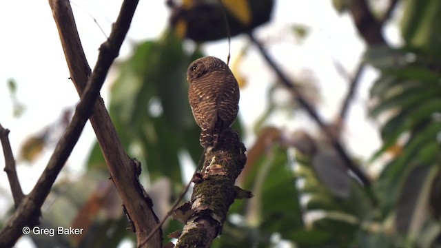 Asian Barred Owlet - ML201820901
