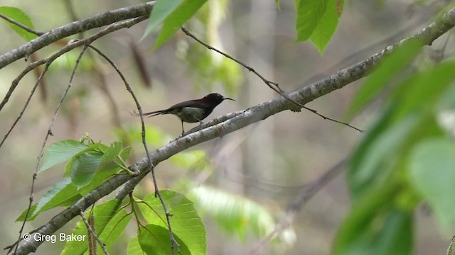 Black-throated Sunbird - ML201821101