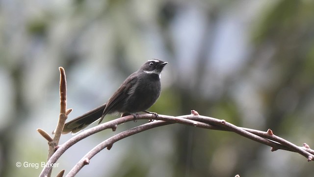 White-throated Fantail - ML201821171