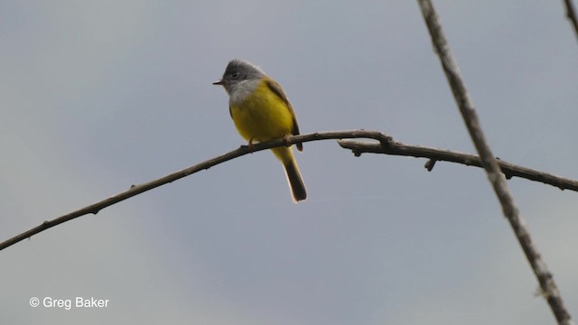 Gray-headed Canary-Flycatcher - ML201821181