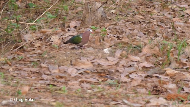 holub zelenokřídlý - ML201821211