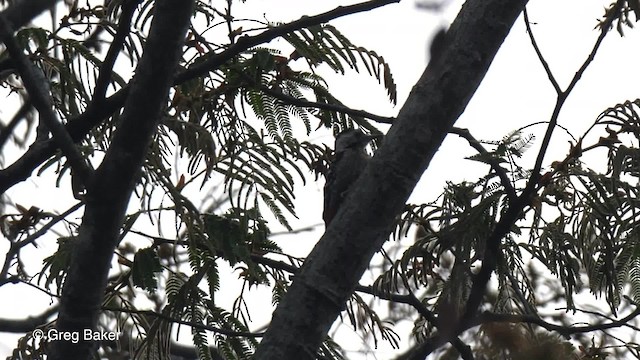 Fulvous-breasted Woodpecker - ML201821241