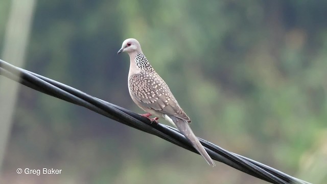 Spotted Dove (Western) - ML201821261